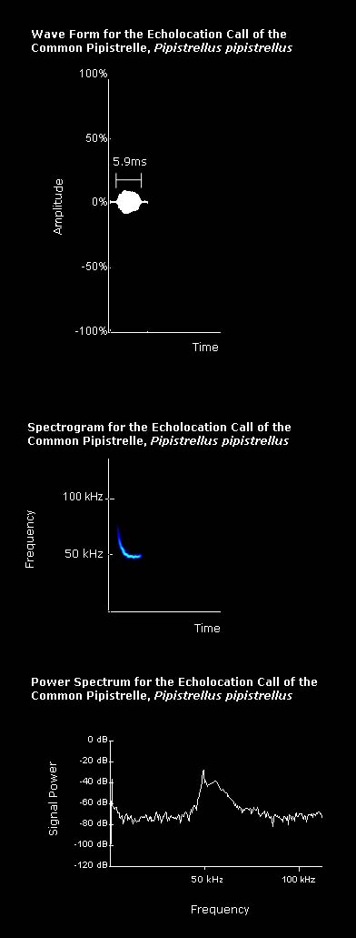 Wave form, spectrogram and power spectrum for the echolocation call of a common pipistrelle bat