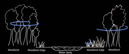 Typical foraging path of common pipistrelles