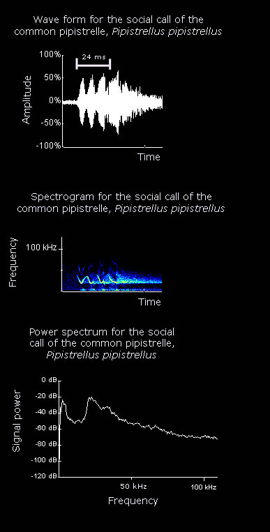 Wave form, spectrogram and power spectrum for the social call of the common pipistrelle