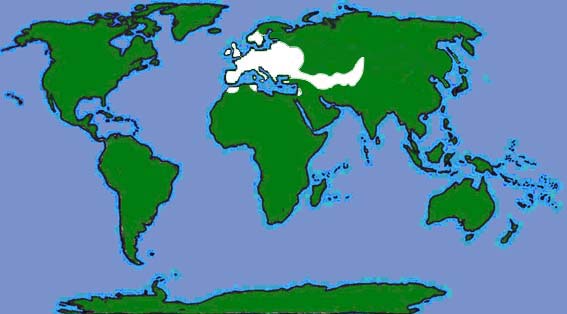 World distribution of the common pipistrelle