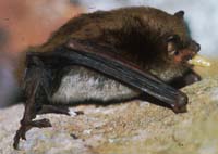 Daubenton's bat eating a juvenile insect