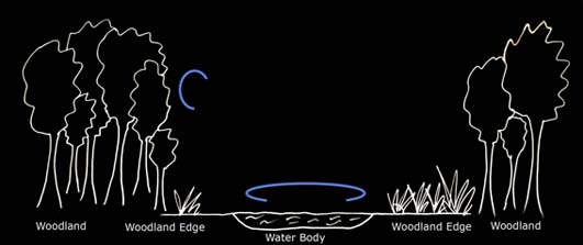 Typical foraging path of Daubenton's bats