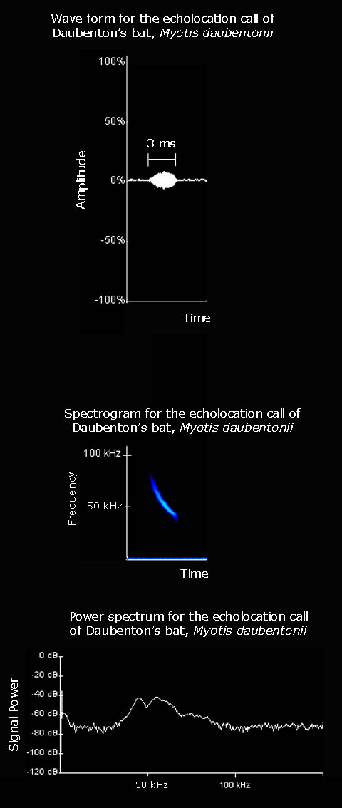 Wave form and spectrogram for the echolocation call of Daubenton's bat