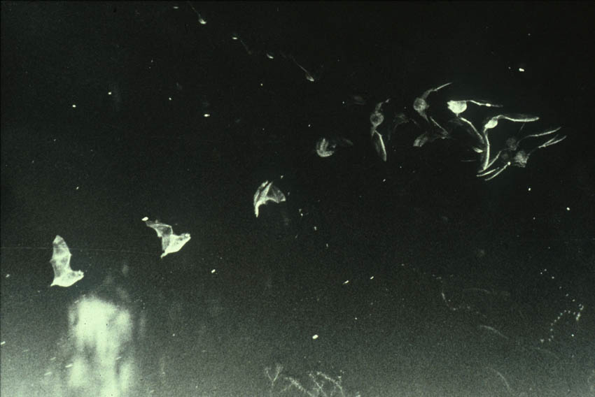 Multiflash photograph of a Daubenton's bat foraging