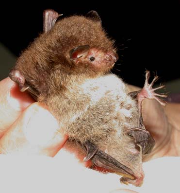 Photograph of a Daubenton's bat