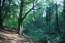 Woodland habitat
