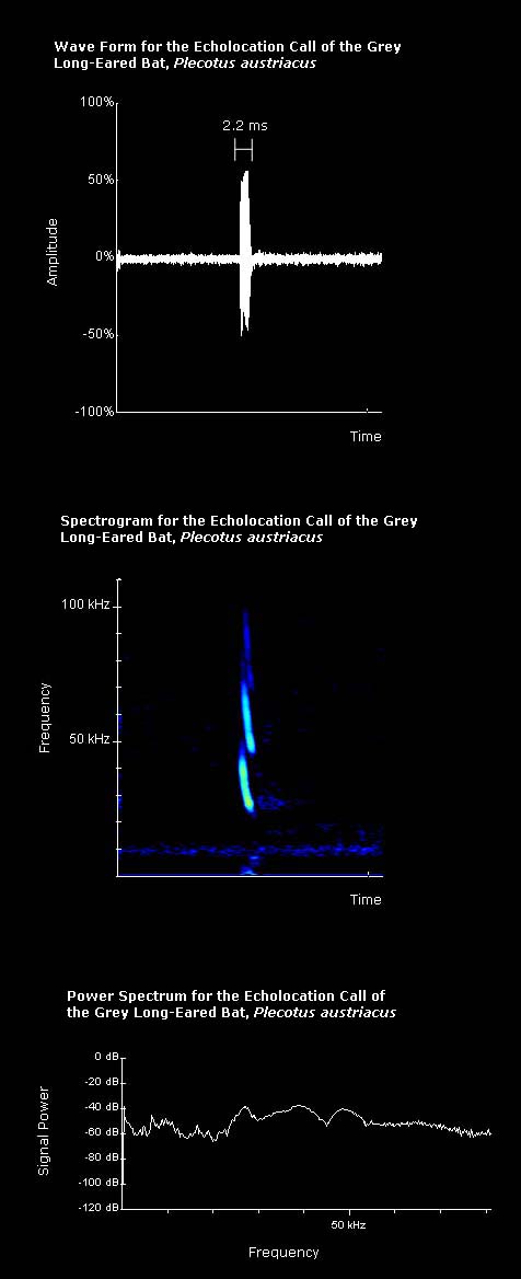 Wave form, spectrogram and power spectrum for the echolocation call of the grey long-eared bat