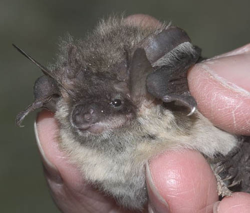 Photograph of a grey long-eared bat