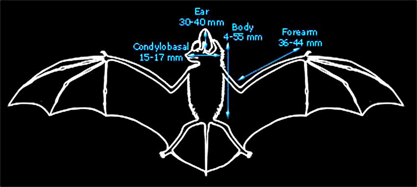 Diagram showing average body measurements of grey long-eared bats