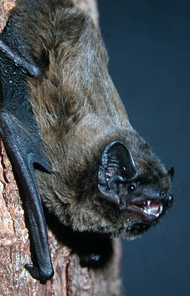 Photograph of a Leisler's bat