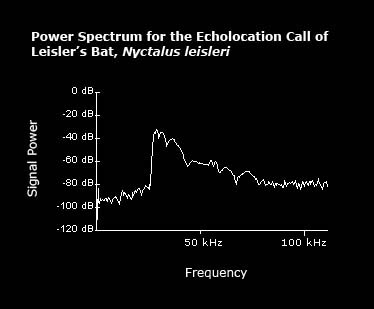 Power spectrum for the echolocation call of Leisler's bat
