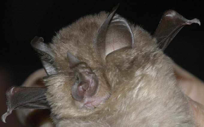 Photograph of a lesser horseshoe bat