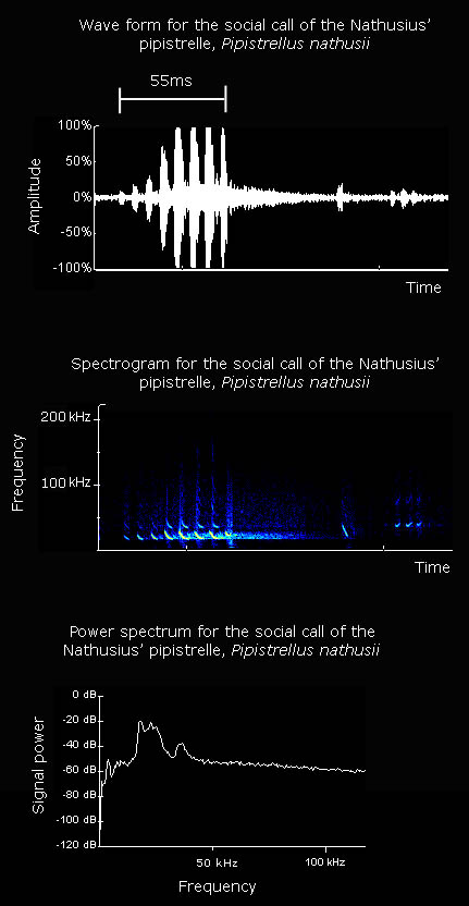 Wave form, spectrogram and power spectrum for the social call of Nathusius' pipistrelle
