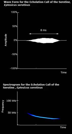 Wave form and spectrogram for the echolocation call of serotines