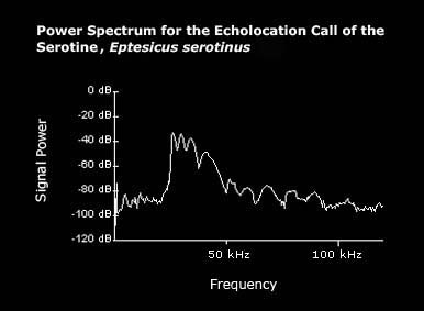 Power spectrum for the echolocation call of serotines 