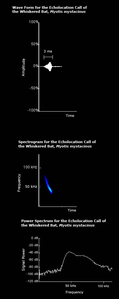 Wave form, spectrogram and power spectrum for the echolocation call of the whiskered bat