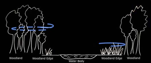 Typical foraging path of whiskered bats