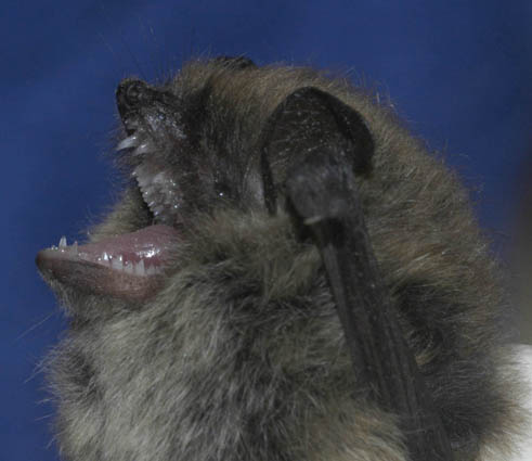 Photograph of a whiskered bat