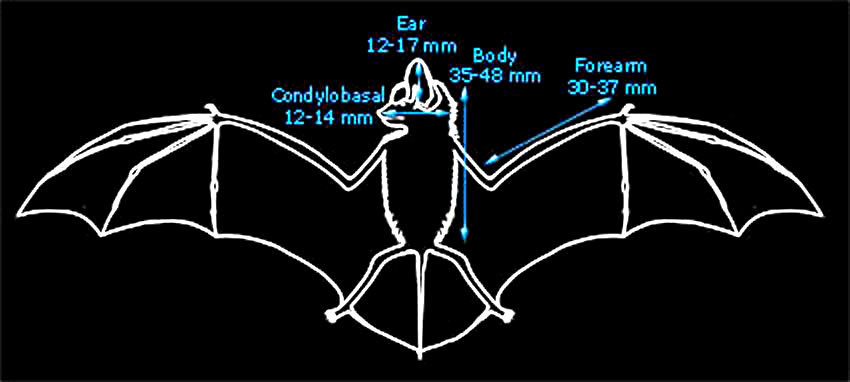 Diagram showing average body measurements of whiskered bats