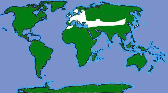 World distribution of whiskered bats