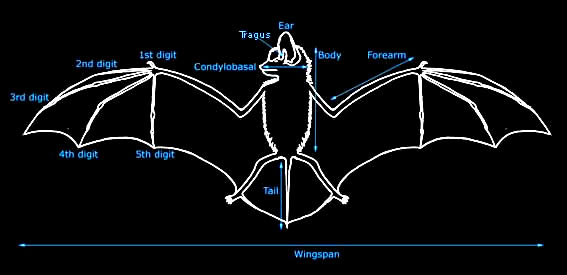 Bat Diagram