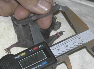 Photograph showing how to measure a forearm using calipers