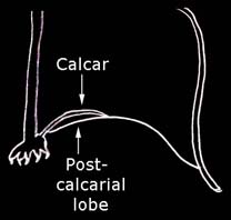 Post-calcarial lobe present
