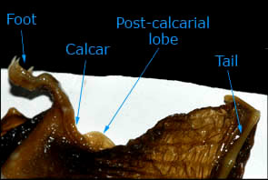 Photograph of a post-calcarial lobe