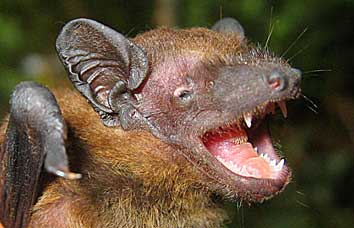 Hesperotenus doriae