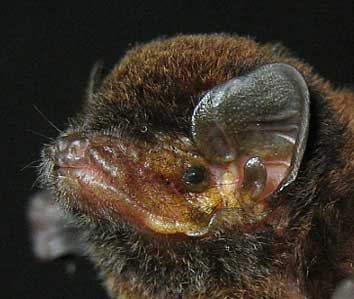 Miniopterus schreibersii