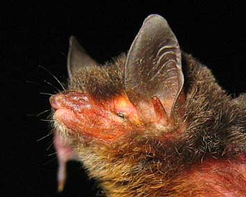 Myotis siligorensis