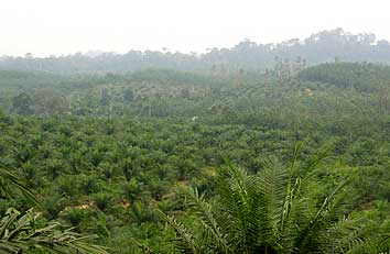 young oil palm plantation