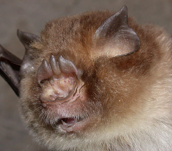 Aselliscus stoliczkanus, a trident-nosed bat from China