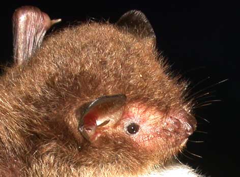 Daubenton's bat