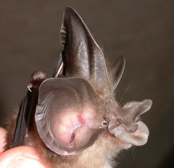 Rhinolophus paradoxolophus, a bizarre horseshoe bat from China