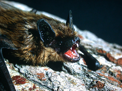serotine