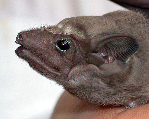 Taphozous melanopogon, a sheath-tailed bat from China