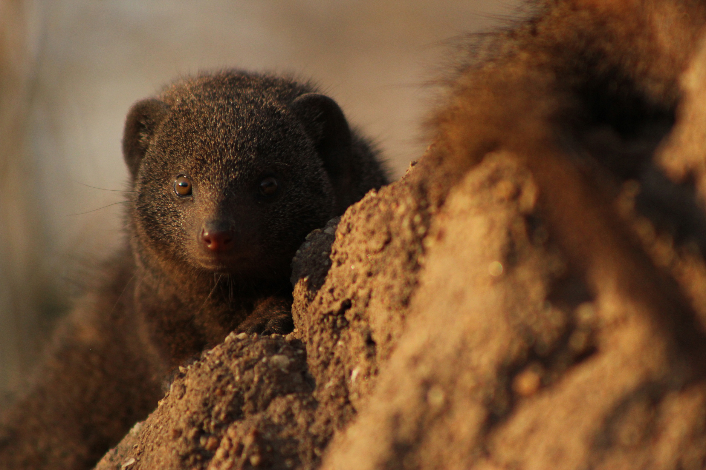 Close up of dwarf mongoose, Helogale parvula