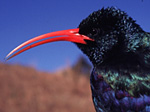 Close up of green woodhoopoe, Phoeniculus purpureus