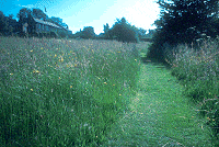 Meadow
