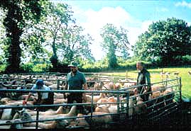 Members of the research group checking sheep for blowfly strike