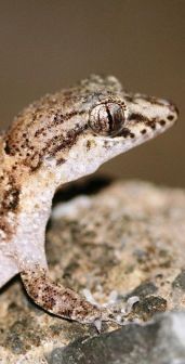 Durrell's night gecko close up on a rock