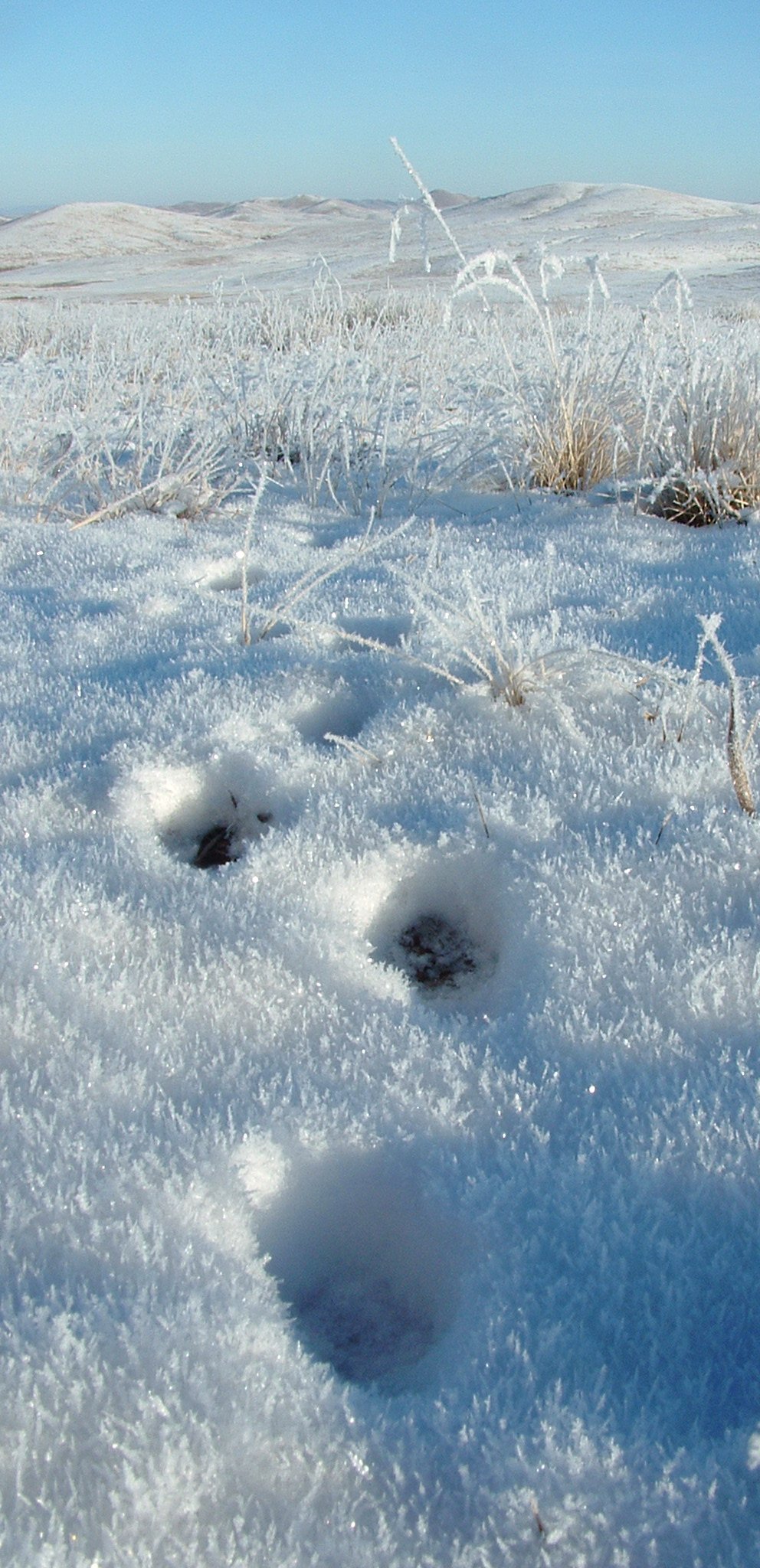 Pallas's cat tracks in Mongolia