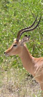antelope