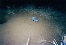 Bat caught on camera trap
