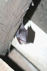 Bat hanging on a wall