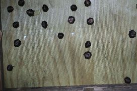 Bat caught on camera trap