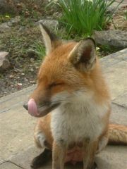 Photo Of Fox Licking His Chops Photo Of Fox Licking His Chops