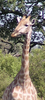 a giraffe