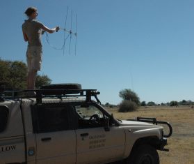 Hattie on a jeep holding radio-tracking equipment to track zebras